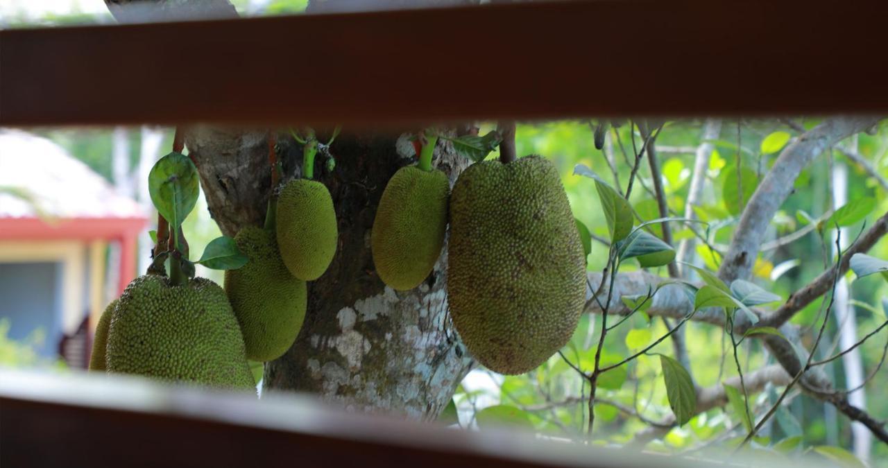 Terrace Garden Ayurveda Resort 韦利格默 外观 照片