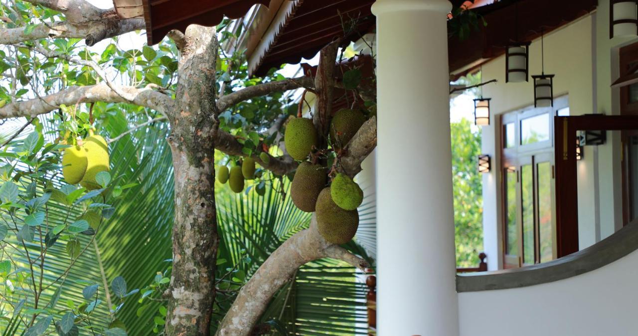Terrace Garden Ayurveda Resort 韦利格默 外观 照片