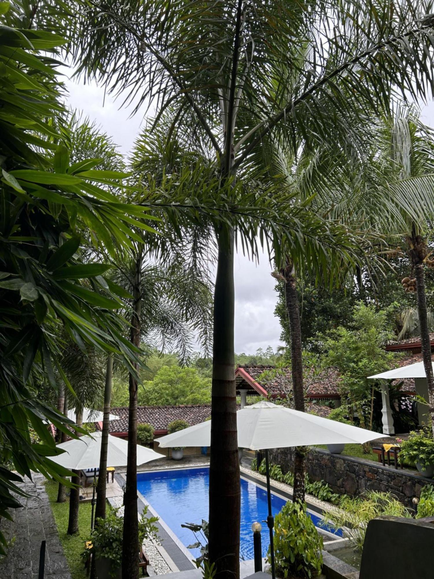 Terrace Garden Ayurveda Resort 韦利格默 外观 照片
